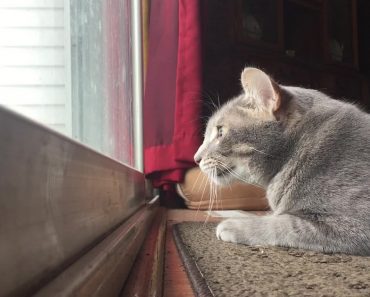 My Cat Mumbles To Himself While Hunting Birds On The Patio