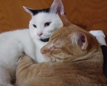 Cat Gives Best Friend A Loving Massage