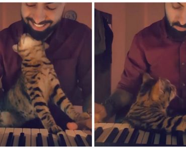 Whenever Owner Plays Piano, His Loving Cat Has Her Own Way Of Participating…