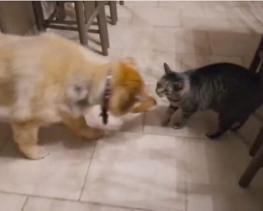 Cat’s Emotional Reaction To Reunion With Blind Dog