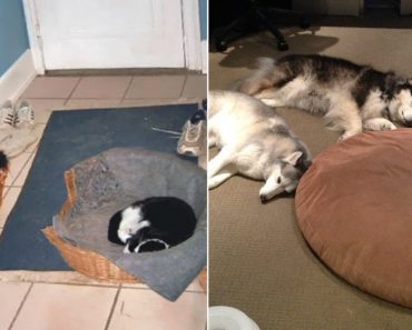 25 Times The Cat Stole The Dog’s Bed And Had Zero Regrets About It