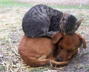 Cats Who Found The Most Comfortable Place To Take A Nap