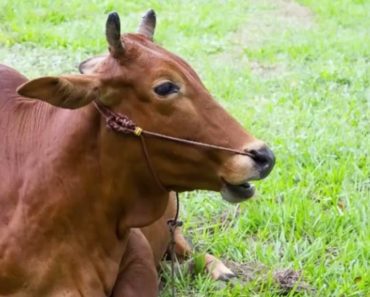 What This Cow Just Gave Birth To Has A 1 In 11.2 Million Odds Of Happening