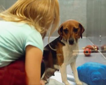 She Tries To Get A Closer Look At This Shelter Dog. What Happens Next Will Touch Your Heart…