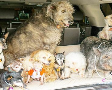 Man Devoted His Life To Rescuing Elderly Dogs Without Forever Homes