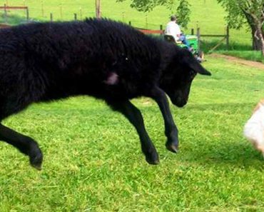 This Corgi And Black Sheep Are The Best Of Friends.  You Have To See Their Play Time Routine…