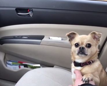 Dog Refuses To Let Owner Drive Away