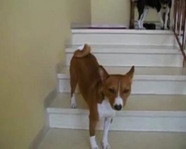 Weirdo Dog Walks Up Stairs Backwards