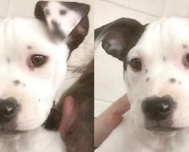 Puppy Born With The Most Unique Ear Marking Ever Has The Internet Talking…