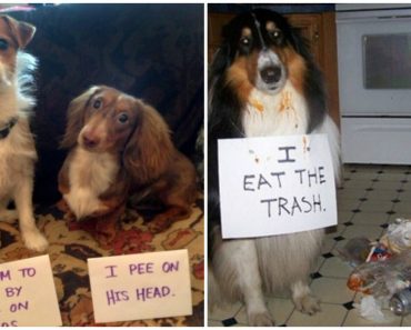 All New Dog Shaming Photos That You Won’t Be Able To Stop Laughing Over