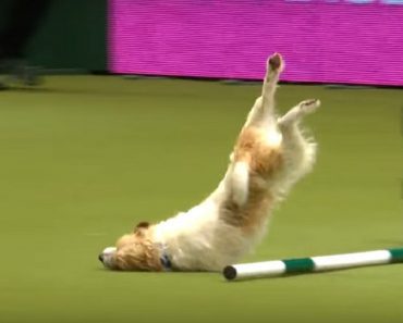 Jack Russell’s Hilariously Clumsy Dog Show Routine Leaves Commentators And Audience In Stitches