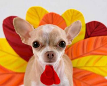 Dogs Who Are Not Thankful At Thanksgiving.  You’re About To See Why…