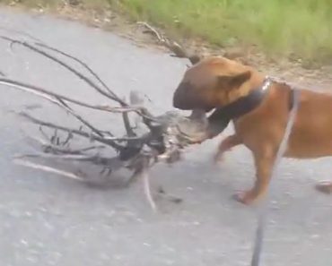 Dog Loves Tree, Decides To Bring It Home
