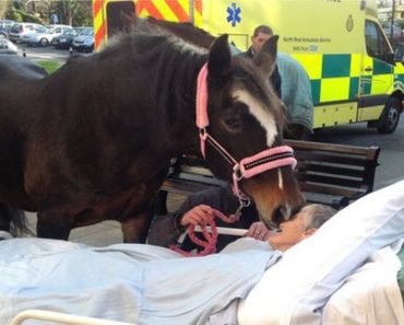 Woman Peacefully Passes Away After Her Last Wish Is Granted: Saying Final Goodbye To Her Horses
