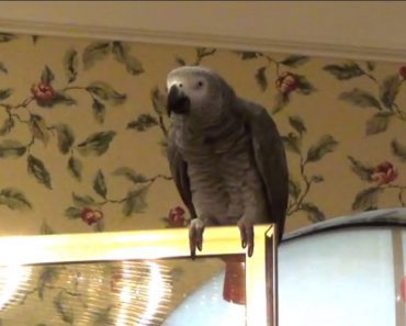 Einstein The Parrot Tells You What A Clock Says