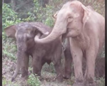 Elephant Emotionally Reunites With Her Mother, Years After Being Stolen Away As A Baby