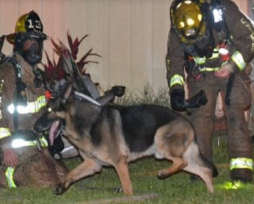 Children Trapped In A Burning House Saved By Family Dog