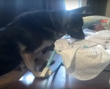 What This German Shepherd Does To Protect This Newborn Baby Is Heartwarming