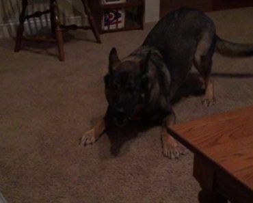 German Shepherd Goes Crazy For No Apparent Reason