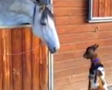This Baby Goat Walks Up To A Horse And Does Something Absolutely Adorable