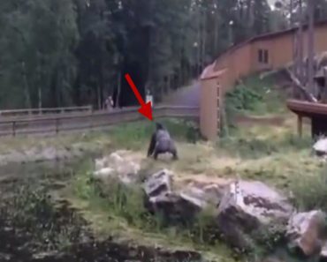 Gorilla Throws THIS At A Young Girl, And Her Family Won’t Be Back Anytime Soon..