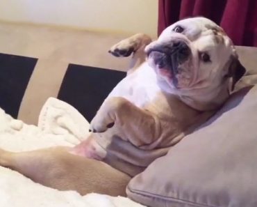 Bulldog Hates Being Serenaded, Growls In Protest