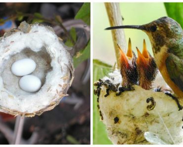 USFWA Posts Plea For People To Carefully Check For Tiny Hummingbird Eggs Before Spring Pruning