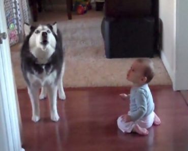 Husky Howls With Baby