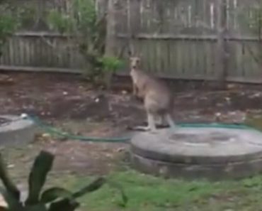 Kangaroo Clears Garden Fence With Ease