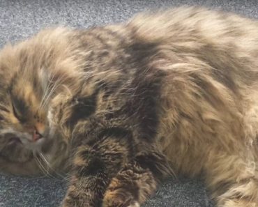One Year After Going Missing, Family Cat Found Fat And Happy In Pet Food Warehouse