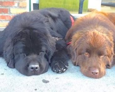 They Thought Pair Of Newfoundland Dogs Was Perfect Fit For Family, But Didn’t Realize This…