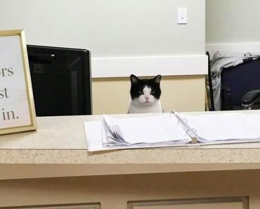 Nursing Home Employees Find Job For Cat After She Sneaked In And Refused To Leave