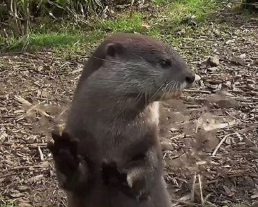 Juggling Otter Bounces Stone Off Glass