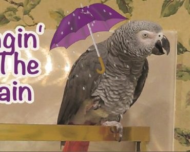 Parrot Performs His Version Of “Singin’ In the Rain”