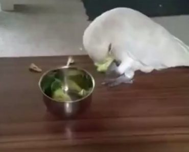 Parrot Has No Idea Owner Is Giving Him His Least Favorite Food, Reaction Has Me Cracking Up