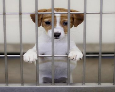 San Francisco Passes Law Saying Only Rescue Animals Can Be Sold In Pet Stores