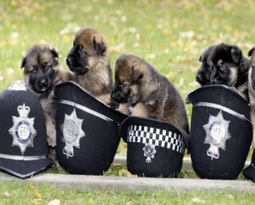 18 Adorable Photos Of Puppies Training To Be Police Dogs