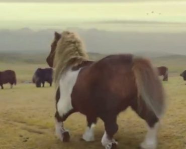 Four Ponies Walk Casually Onto The Screen, Now Keep Your Eyes On The One In The Middle