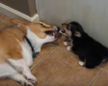 This Corgi’s Reaction To A Puppy Fart Is Pretty Funny