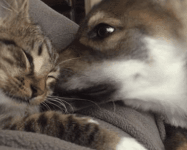 Cat And Dog Are Best Of Friends