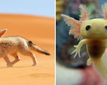 Photos Of Extremely Rare, Yet Adorable Animal Babies