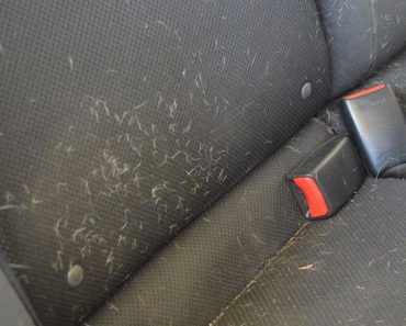 Removing Pet Hair From Car Interior Is Easier Than You Might Think Using This Method…