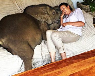Animal Sanctuary Founder Has Inseparable Bond With Adorable Rescued Baby Elephant