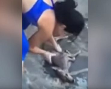 Woman Revives Baby Deer That Drowned In Her Pool