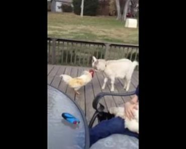 Goat Accepts Challenge From Angry Rooster
