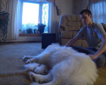 This Kid Sits Down And Starts Brushing His Dog.  By The End?  You Won’t Believe Your Eyes!