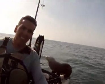 Baby Seal Gets A Free Ride On Kayak