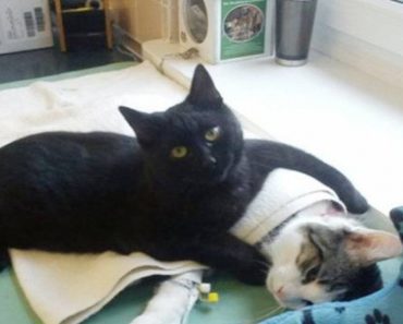 Shelter Rescues Cat, Later Realizes She Has Special Gift For Comforting Other Sick Animals