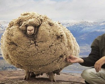 Meet The Renegade Sheep Who Avoided Shearing For 6 Years By Hiding