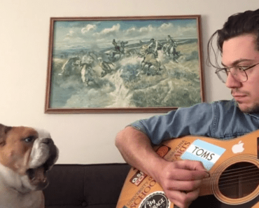 Winston The Bulldog Sings During Owner’s Guitar Session